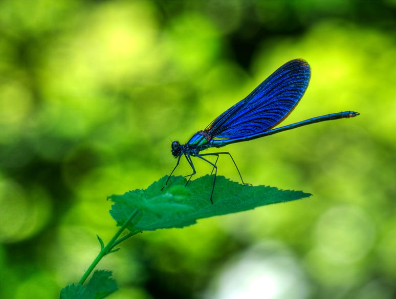 Dragonfly.